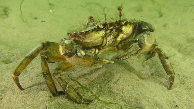 Green crab or Shore crab (Carcinus maenas) covered with fouling on the sandy seabed then leaves the frame, leaving characteristic footprints.