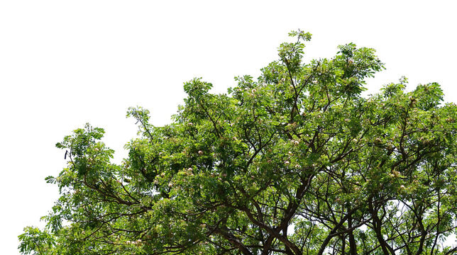 branch of a tree isolated