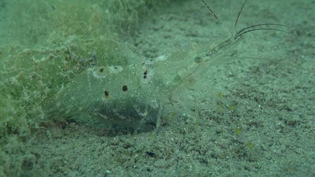 Reproduction Baltic prawn (Palaemon adspersus): female with eggs on the abdomen on the sandy bottom, close-up.