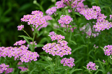 Obraz premium セイヨウノコギリソウ Yarrow