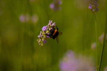 bee on a flower