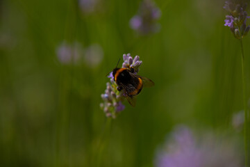 bee on a flower