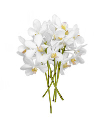 Bouquet of cut out white dendrobium orchid stem flower isolated on white background
