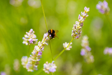 bee on a flower