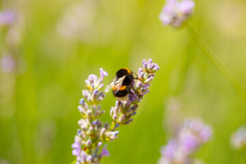 honey bee, apis mellifera, silhouette of a bee, anatomical structure of an insect, bee bathed in pollen, pollinating insect, dandelion flower