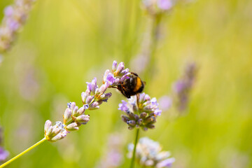 bee on a flower