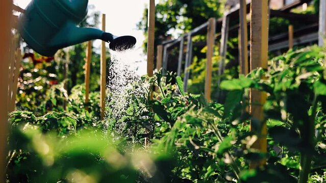 Close-up of a Man Watering a Bush of Green Tomatoes. Sunny summer garden. Farming, growing fruits and vegetables