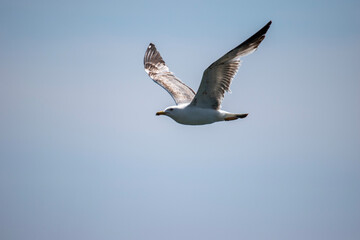 seagull in flight
