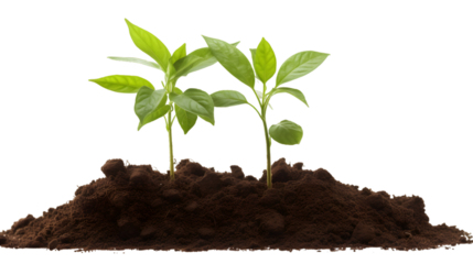 saplings growing on soil ground , isolated on transparent background cutout 