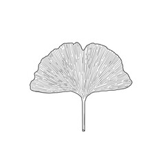 Handdrawn black and white ginkgo leaf for autumn/fall designs 