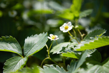 strawberries bloomed in the garden. Strawberry Plant.