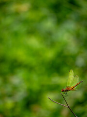 A dragonfly is on the limb with free space for text and message, isolated, background. Vertical picture.