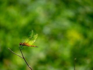 A dragonfly is on the limb with free space for text and message, isolated, background. Vertical picture.