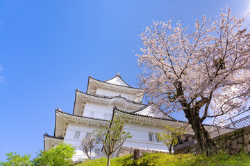 神奈川県小田原市　小田原城と桜