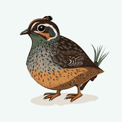 vector cute quail cartoon style