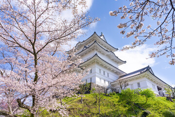 神奈川県小田原市　小田原城と桜