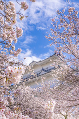 神奈川県小田原市　小田原城と桜