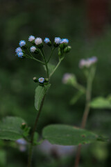 blue dragonfly on a flower