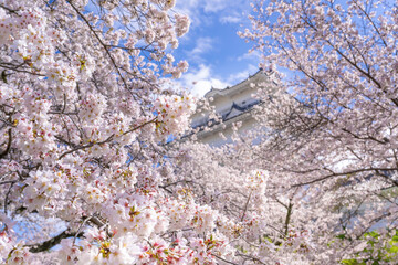 神奈川県小田原市　小田原城と桜