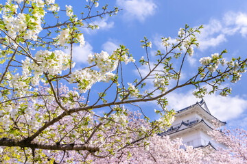 神奈川県小田原市　小田原城と桜