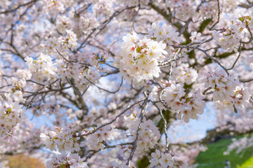 神奈川県小田原市　小田原城と桜