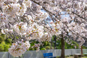 神奈川県小田原市　小田原城と桜