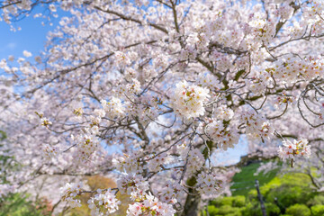 神奈川県小田原市　小田原城と桜
