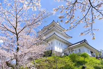 Fototapeta premium 神奈川県小田原市 小田原城と桜