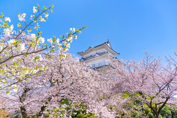 神奈川県小田原市　小田原城と桜