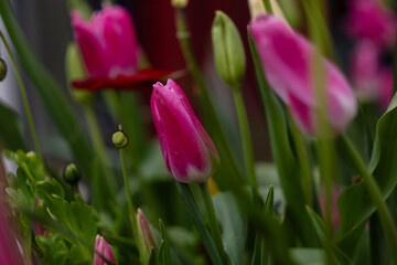 A field of pink and yellow tulips on the verge of blossoming.