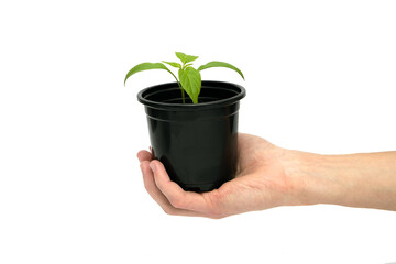 A man holds a small plant in his hand in a pot. Isolated on a white background hand with seedlings for planting in the ground. Pepper sprout