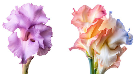 Set of gladiolus flowers in full bloom, floral design elements isolated on transparent background, side view, floral decor. KI. - obrazy, fototapety, plakaty