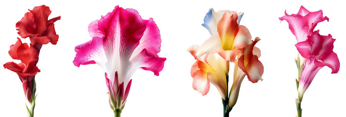 Set of gladiolus flowers in full bloom, floral design elements isolated on transparent background, side view, floral decor. Isolated on transparent background. KI. - obrazy, fototapety, plakaty