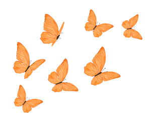 set of butterflies