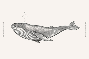 Hand-drawn image of a whale. Ocean animal on a light background. Vector illustra􀆟on in vintage engraving style for your design. - obrazy, fototapety, plakaty