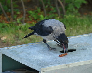 A crow sitting on a tin casing pecks at food