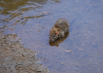 A wild rat sits in the water near the river bank