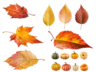 Set of autumn leaves and pumpkins isolated on transparent background. Generative AI.