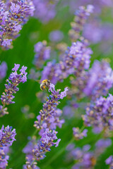 Echter Lavendel (Lavandula angustifolia) mit Biene