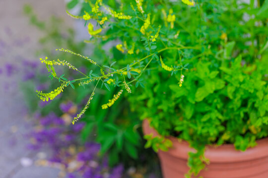 Gelber Steinklee (Melilotus)