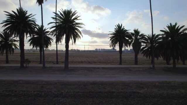Palm Avenue in Mikveh Israel during a summer sunset - Pullback reveal shot