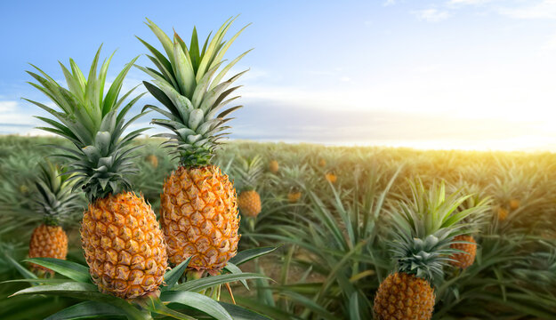 Fototapeta Pineapple fruits in pineapple farming with sunrise background.