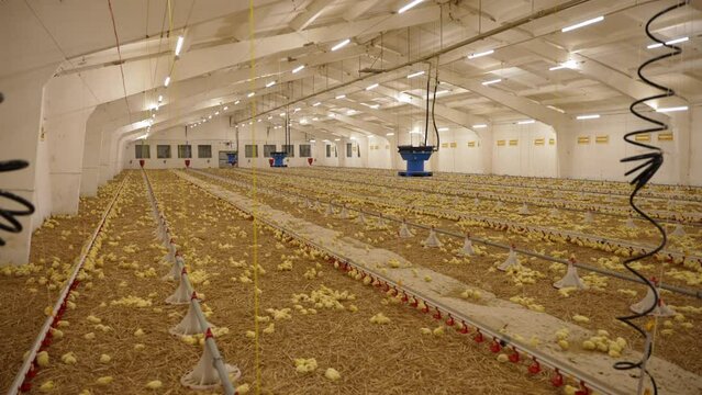 An incubator for growing chickens on an agricultural farm