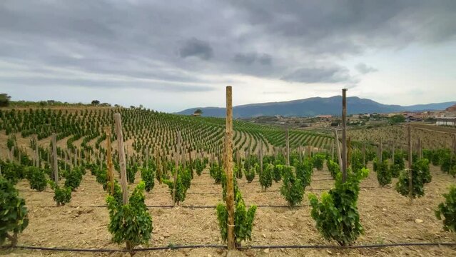 Vineyards in the wine region of the Priorat designation of origin in the province of Tarragona in Catalonia Spain
