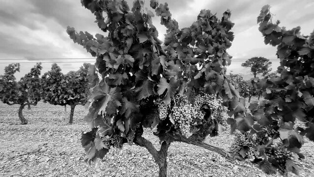 Vineyards in the wine region of the Priorat designation of origin in the province of Tarragona in Catalonia Spain

