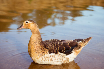 Duck floating in the lake. Crystal clear water. Bird on the water.