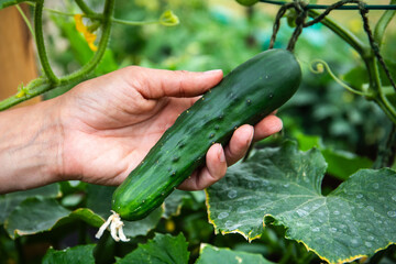 Picking cucumbers from the plant by hand. Growing healthy vegetables