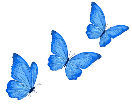 set of blue butterflies © gltekin