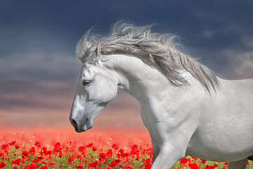 Gray stallion run in flowers