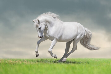 Grey horse with long mane  run - 619721015